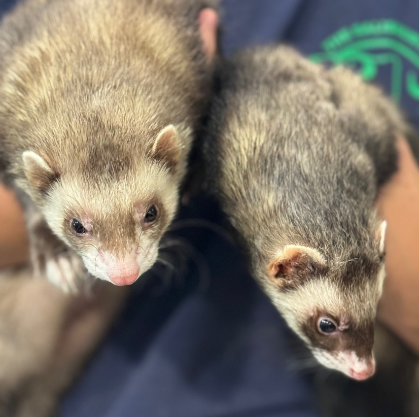 Meet Gadget & Gizmo at The Salisbury Zoo